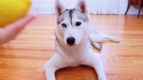 HUSKY Tries Lemon and Finds it So Gross She Pretends to Pass Out!