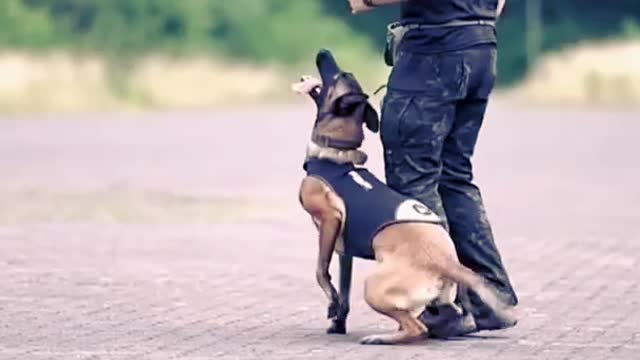 Smart Dog Training video | Train Your Dog | How To Train Your Dog |