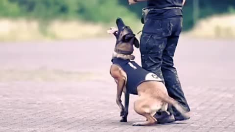 Smart Dog Training video | Train Your Dog | How To Train Your Dog |