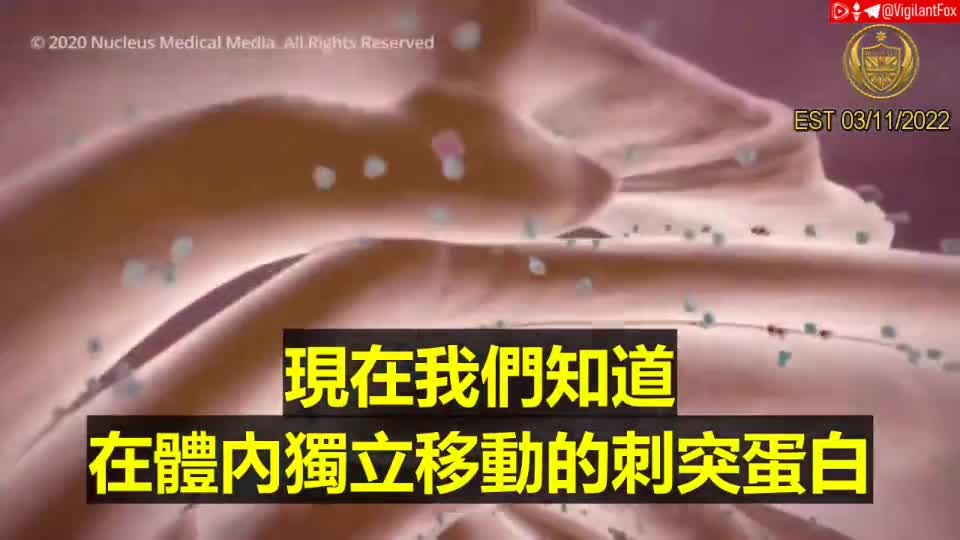 mRNA将在淋巴系统停留几个月,刺突蛋白S1片段在人类CD16阳性单核细胞中停留长达15个月,而刺突蛋白会在体内停留1年以上