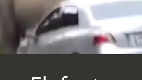 Elefante destruidor carros
