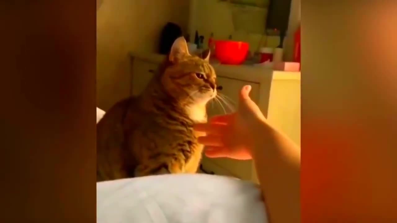 New Funny Animals Video 2023 | Funniest Cats and Dogs Videos | New Funny Video Of Cat And Dogs