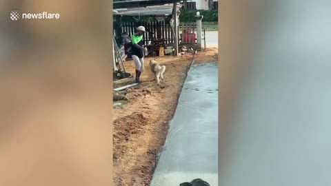 Pet husky walks through freshly laid wet cement