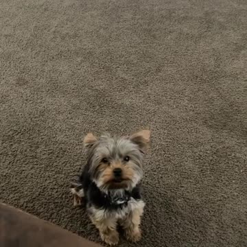 When you're too small to jump on the couch