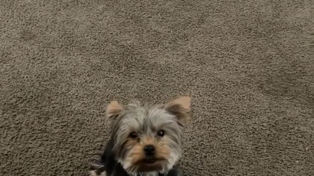 When you're too small to jump on the couch