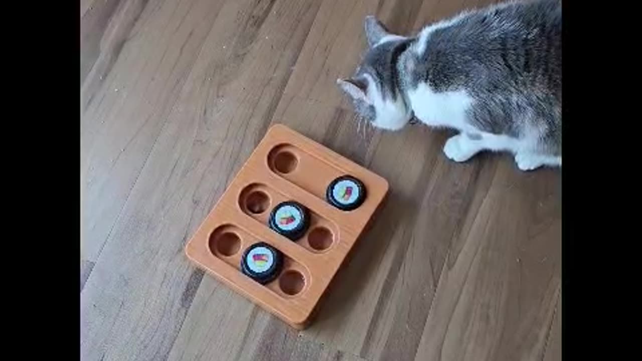 Mr. Rocky The Cat Searches Out Treats in Sushi Treat Finder