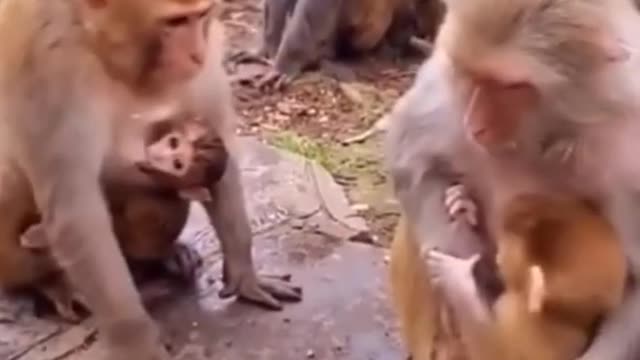 Cute and fanny animals videos