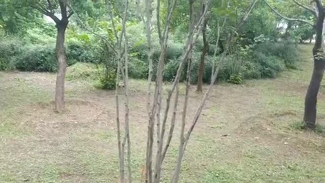 How many branches does this tree have?
