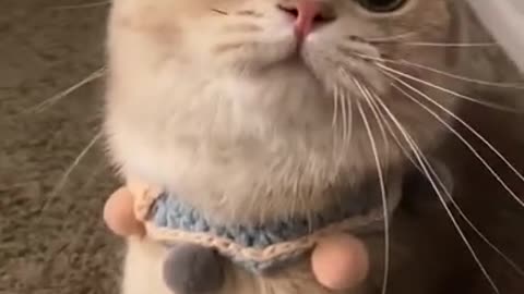 Funny and cute cat hilarious vid