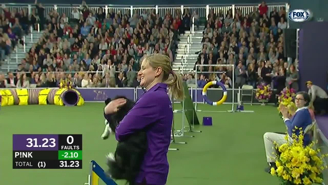 Check out the best of the 2019 WKC Masters Agility Championship | FOX SPORTS