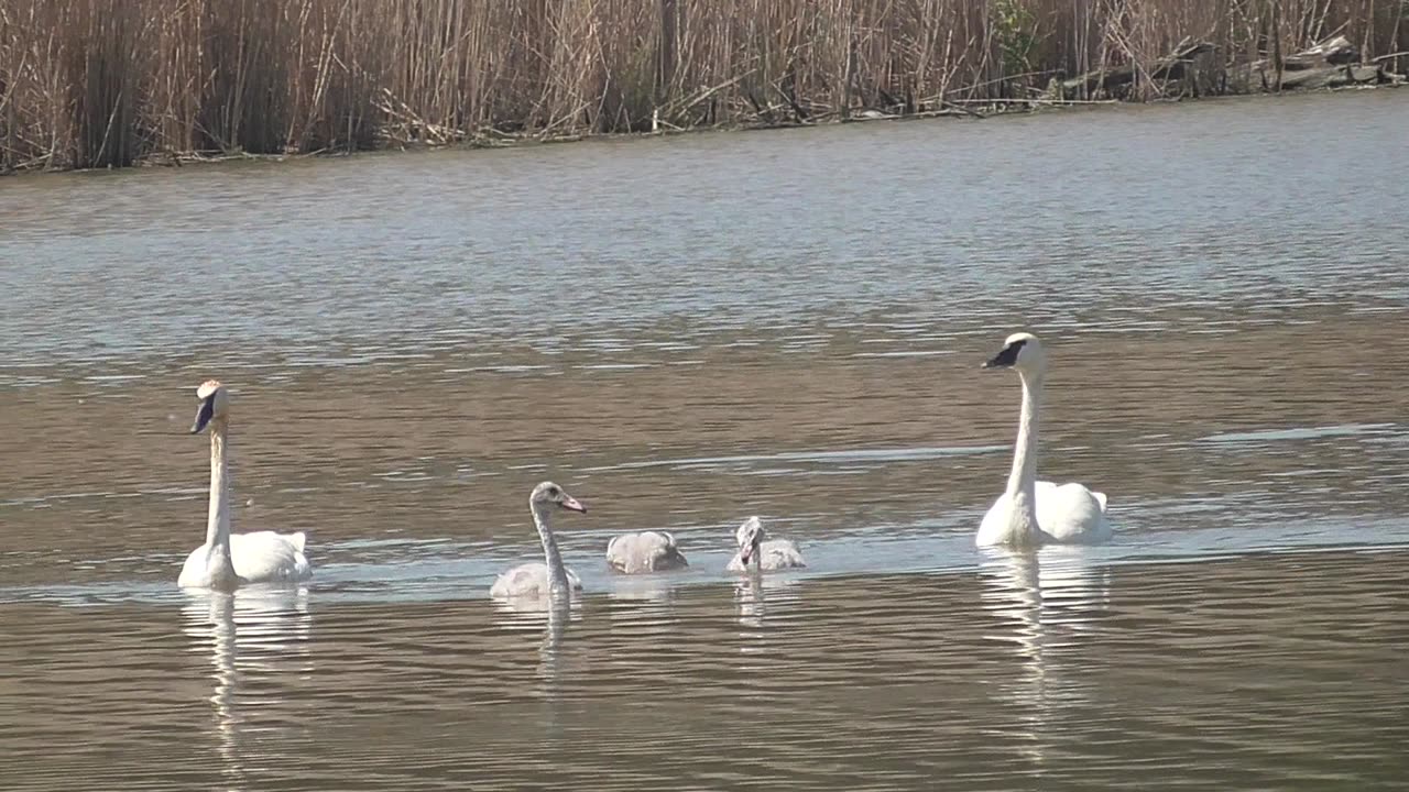 470 Swan Family Doing Water Tricks.