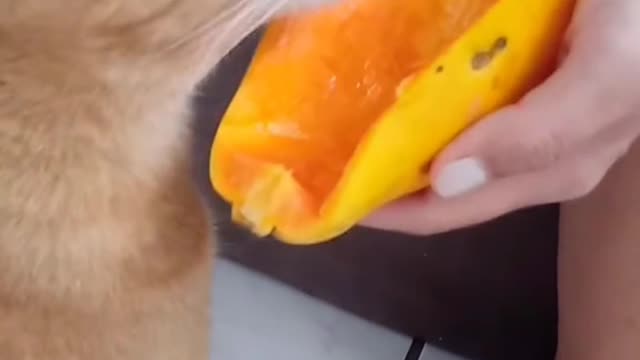 My cat likes papaya.