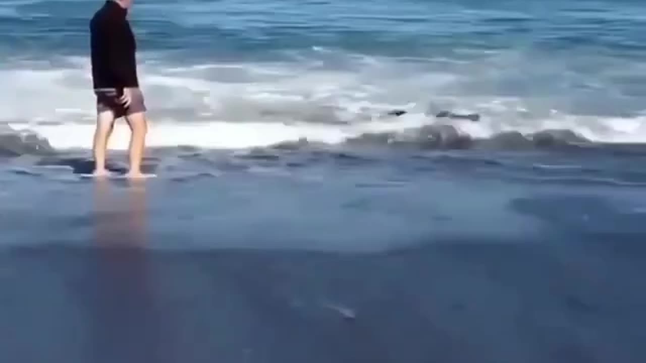 Blue shark stranded after chasing a fish