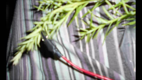 Interview Coast Redwood Tree - Yakitty Yak the Plants Talk Back