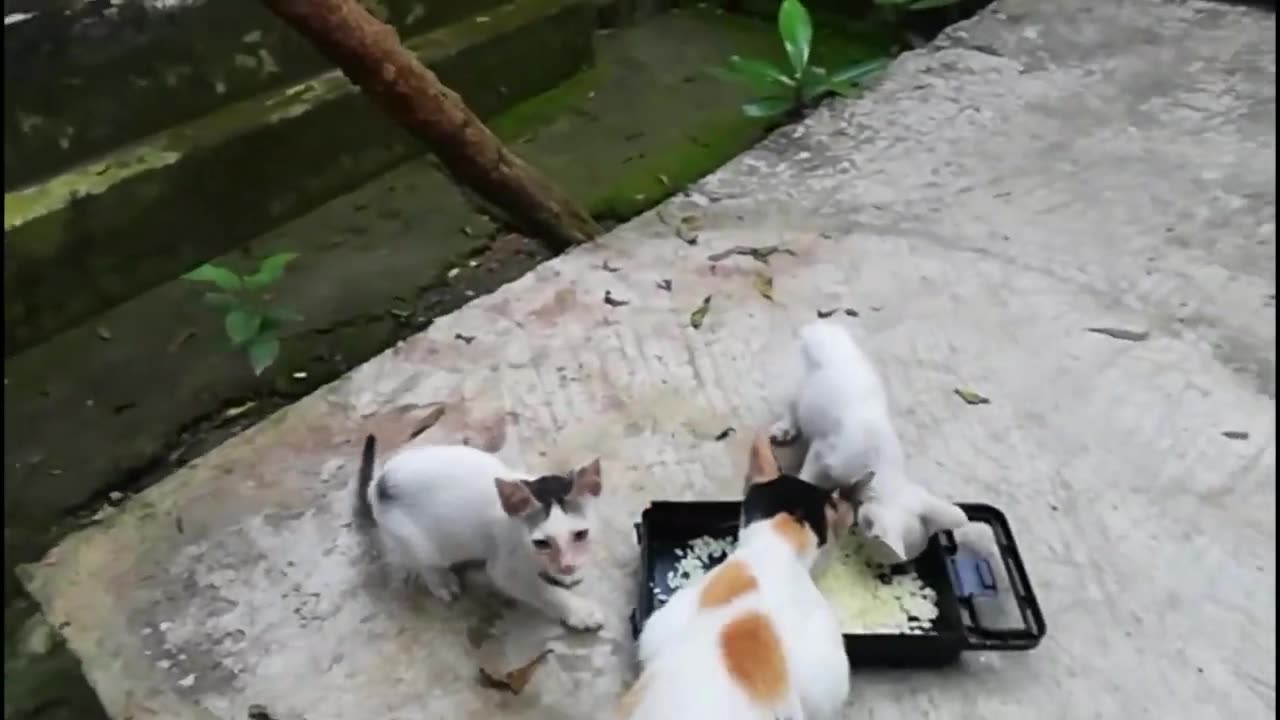 Funniest Animals 2023 😅 New Funny Cats and Dogs 😹🐶