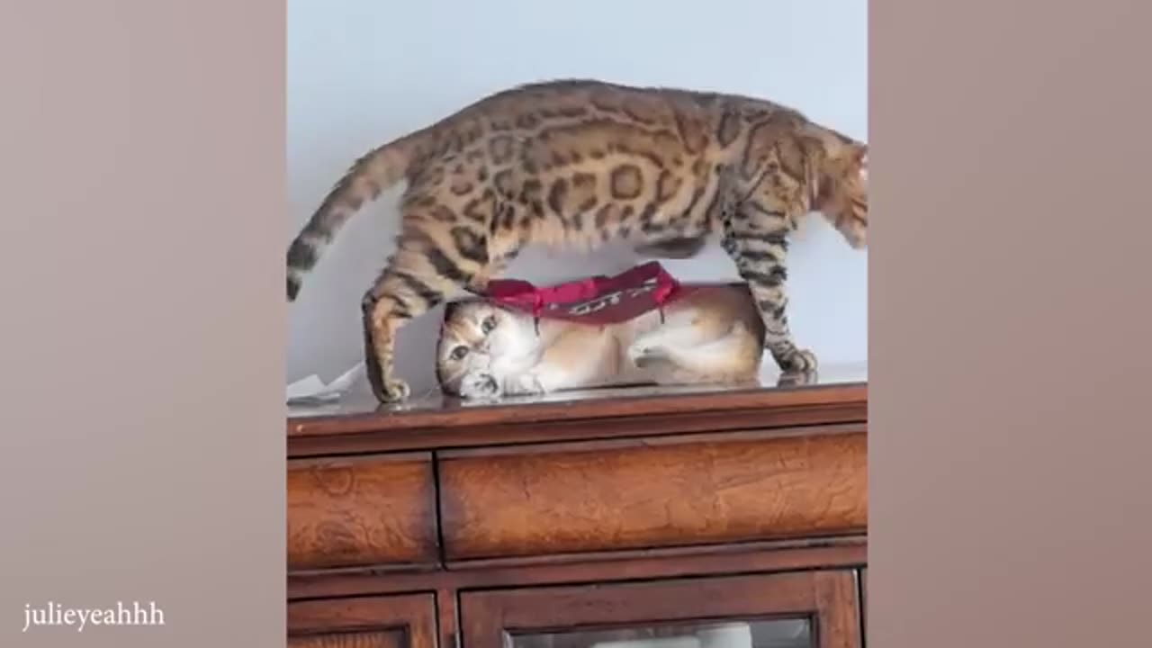 FUNNY CLIPS😂😂😂😂 CAT 😺 AND 🐶