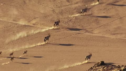 Lions on the Hunt in the Desert.