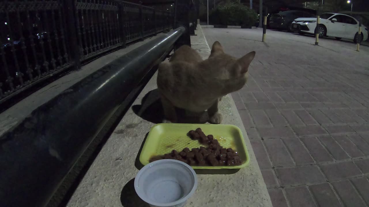 ED SHEERAN & MICHAEL JACKSON - Homeless cats in Ras Al Khaimah, UAE #cat #EdSheeran #MichaelJackson