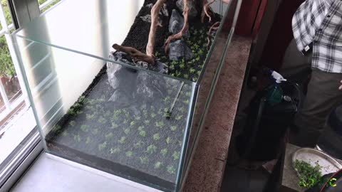 Step by Step Aquascaping tutorial "200L"