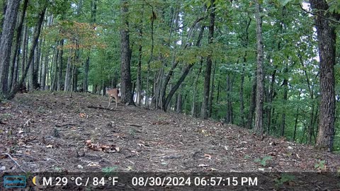 The Woods – 08/31/2024 + Bear
