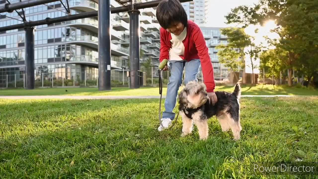 A lovely dog🐶 is playing with the boy.🐕