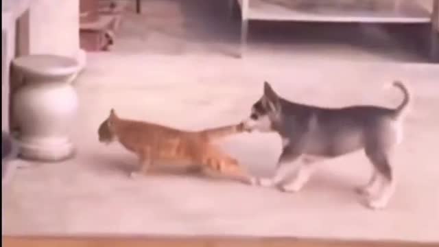 A group of funny animals!