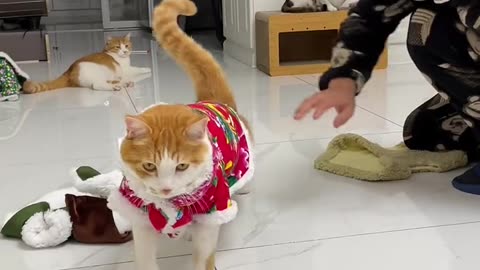 Funny cats Cat, funny, comedy, short, video, cats, viral, like, share, comment