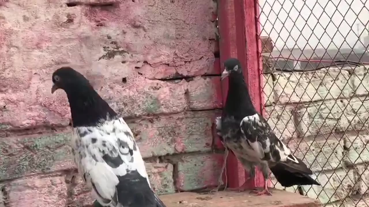 Beautiful pigeon breeder pair best flying