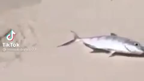 سمكة تنقذ سمكة اخرى خرجت الى شط.. ضحت بنفسها وغامرت لتنقذها