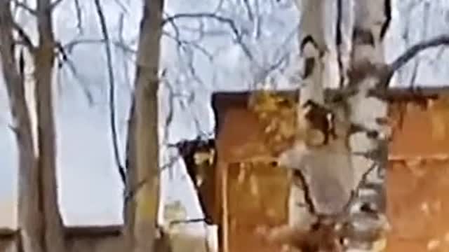 Funny Animals