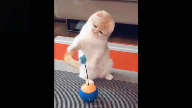 newest funny animal video