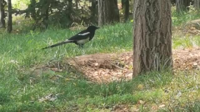 magpie looking for food