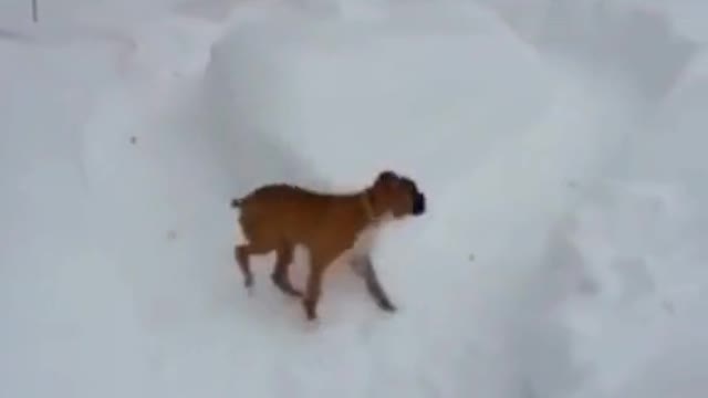 This Dog is Too Smart