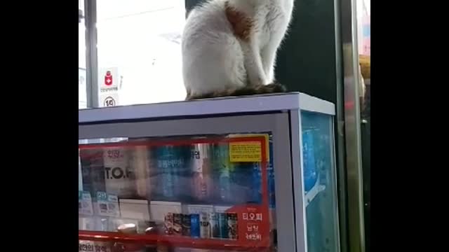 A cat guarding a convenience store