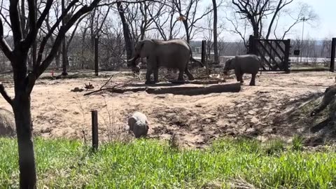 Baby Elephants!