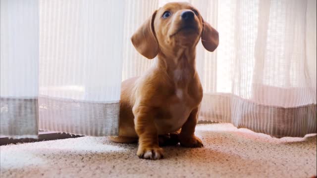 Funny Dogs Reaction With Mirrors Dogs fight himself in Mirror Reflection