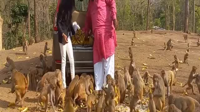 Kind man brings food to monkeys- Monkey Life