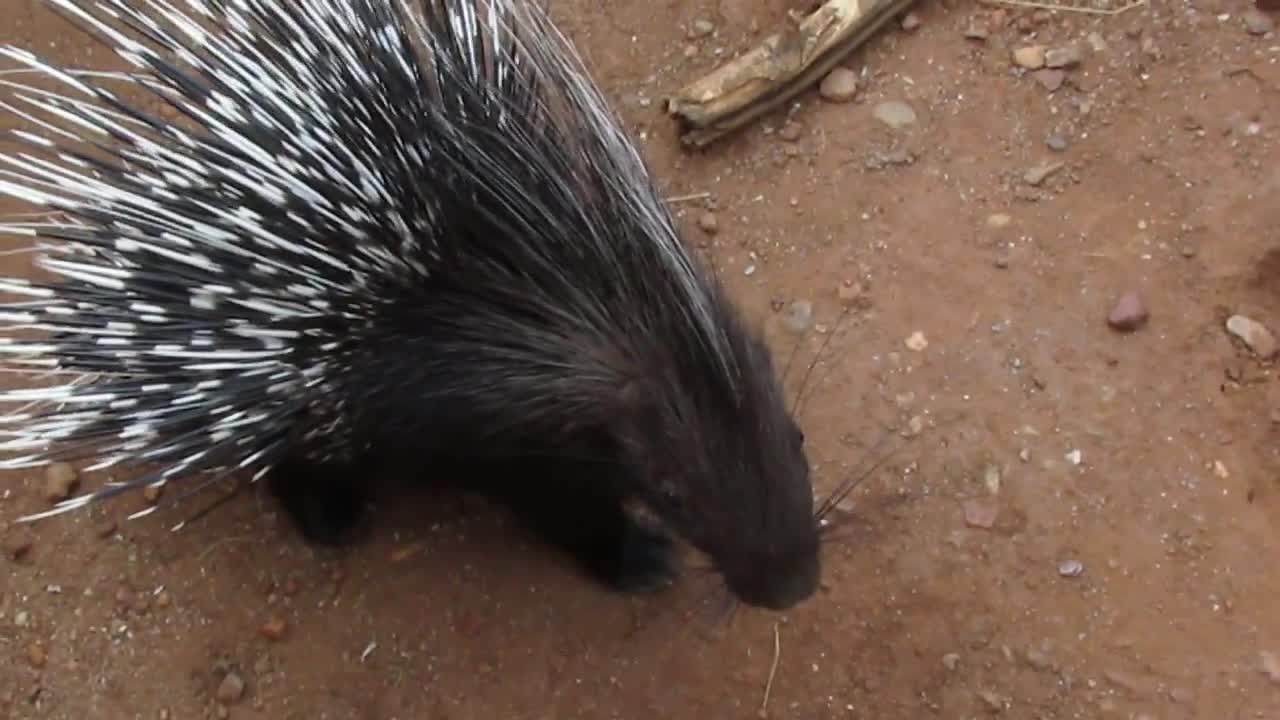 Baby Porcupines May Not Be Cuddly, But They Sure Are Cute!