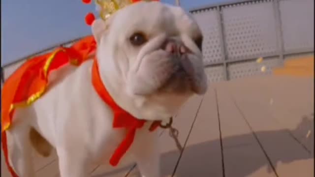 The dog wags its tail and never makes sense