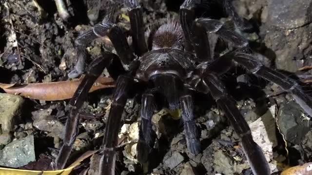 Tarantula jungle Costa Rica.