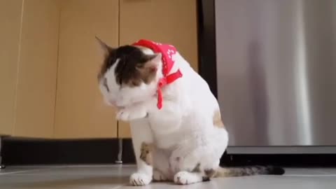 Funny facial treatments of kitty