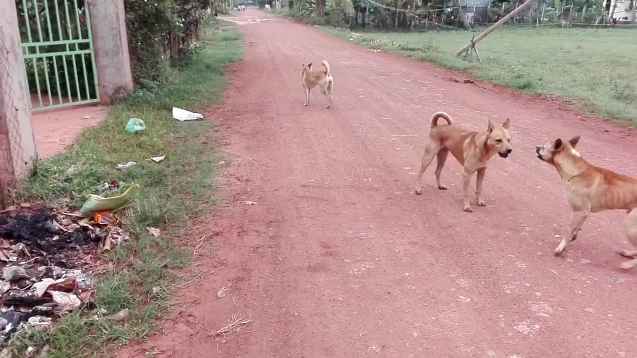 Dog boy vs Dog boy Fight