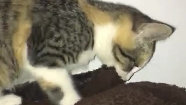 Cat playing with blanket and biting it