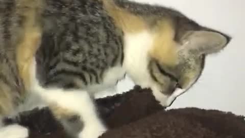 Cat playing with blanket and biting it