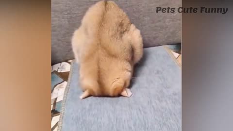 Animais engraçados e fofos - Cães e gatos engraçados #