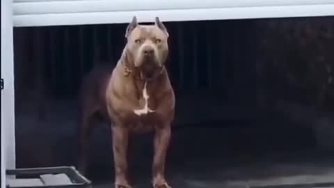 What would you do if this dog ran towards you?