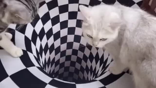 Funny prank for kittens ...See what happened after this ...Read the description