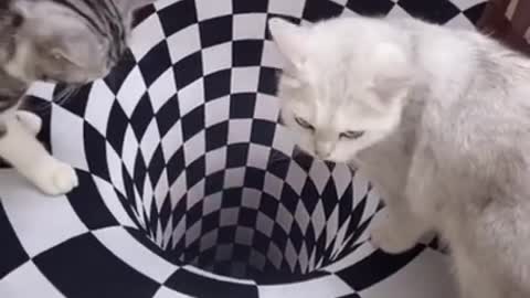 Funny prank for kittens ...See what happened after this ...Read the description