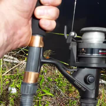 Too many Gators, not enough fish.