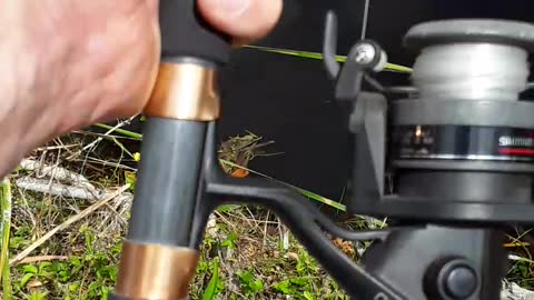 Too many Gators, not enough fish.